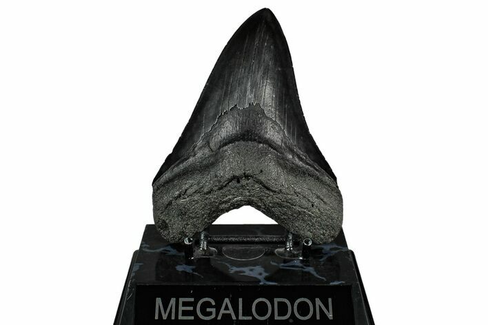 Serrated, Fossil Megalodon Tooth - South Carolina #345788